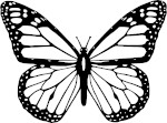 butterfly - renew